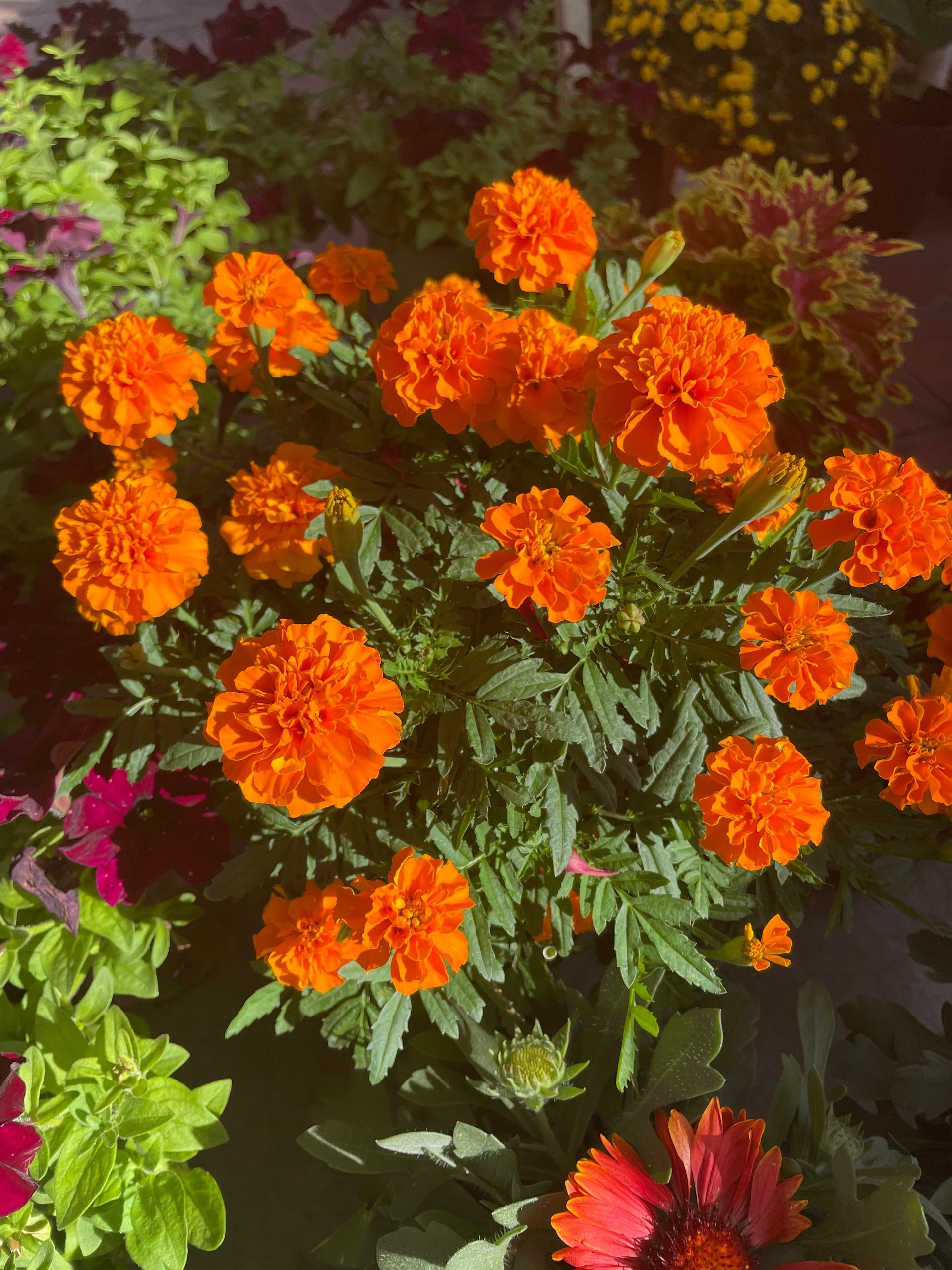 Marigolds