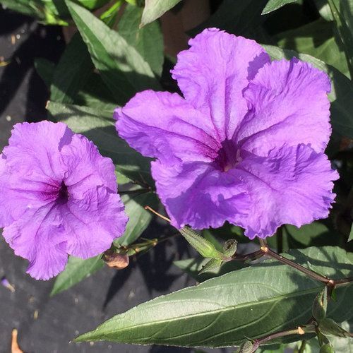 Mexican Petunia