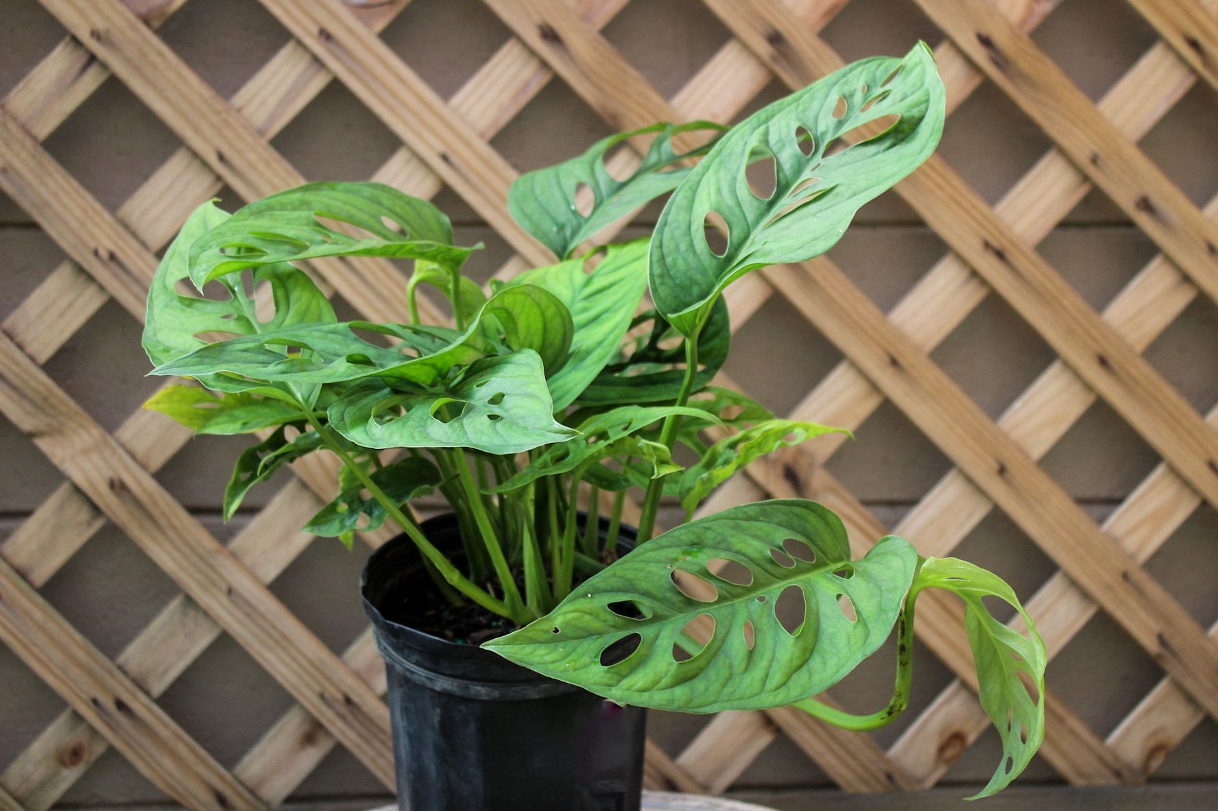 Monstera Adansonii