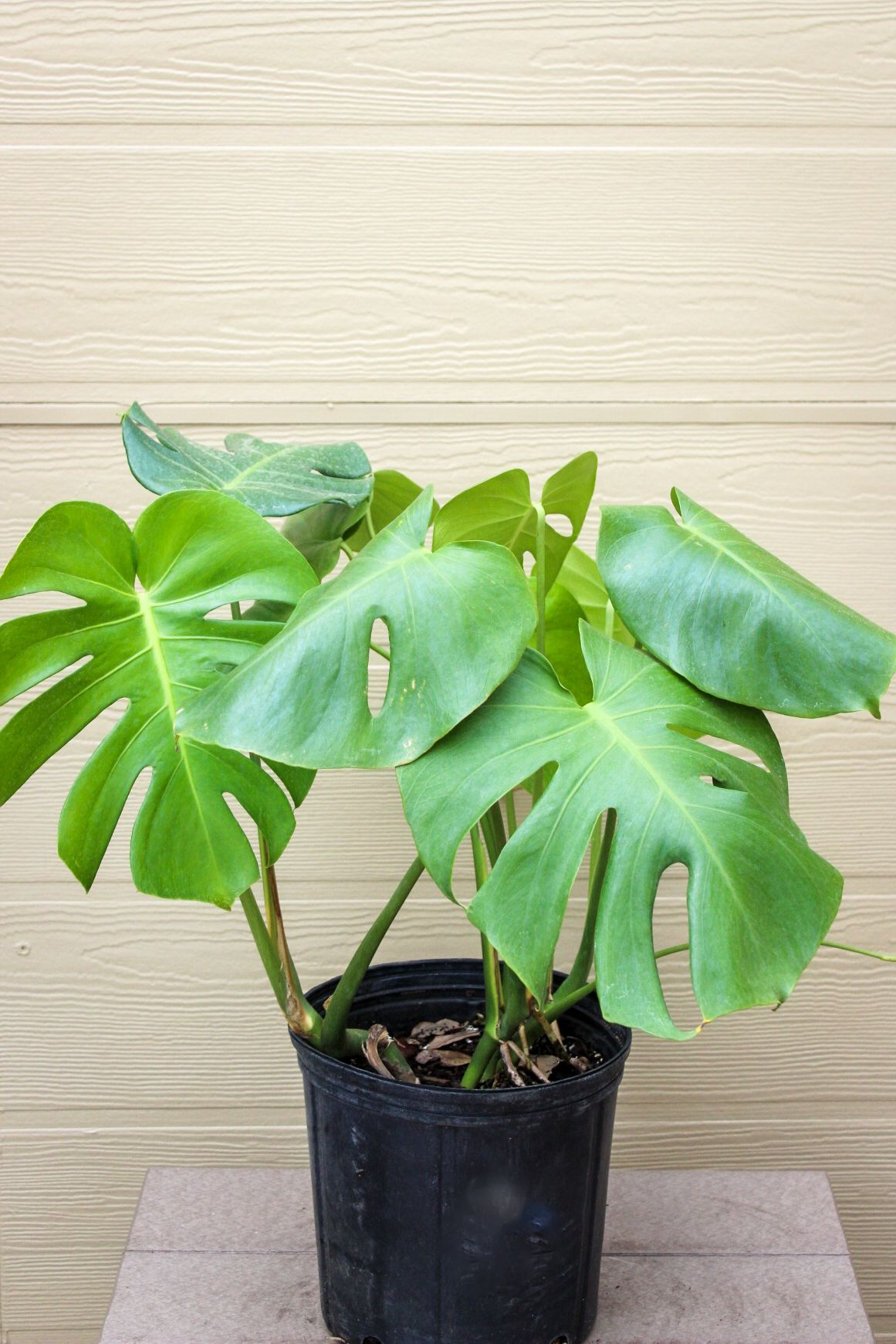Monstera Deliciosa