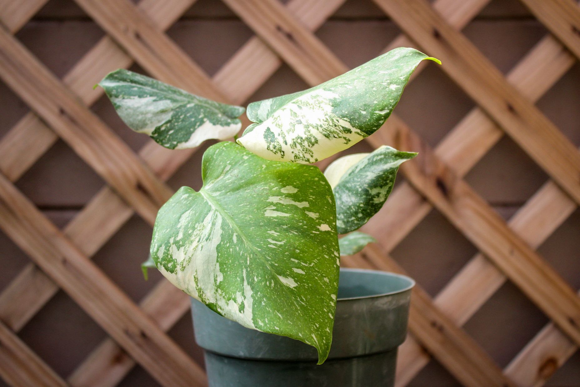 Monstera Thai Constellation