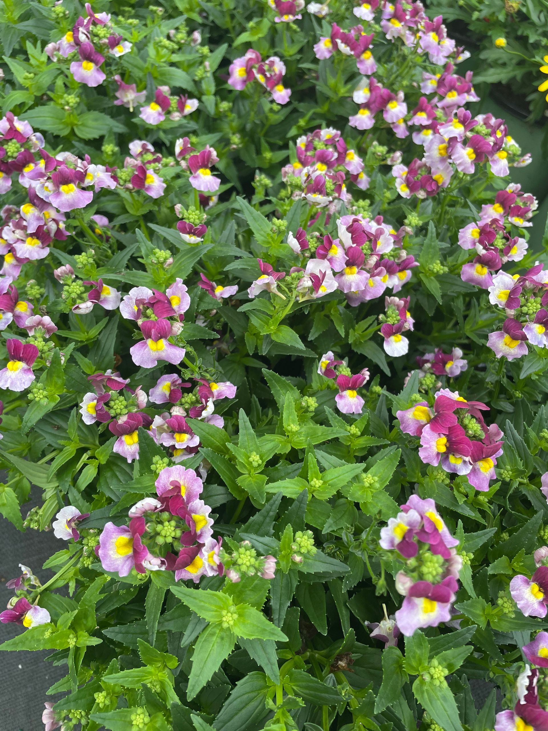 Nemesia
