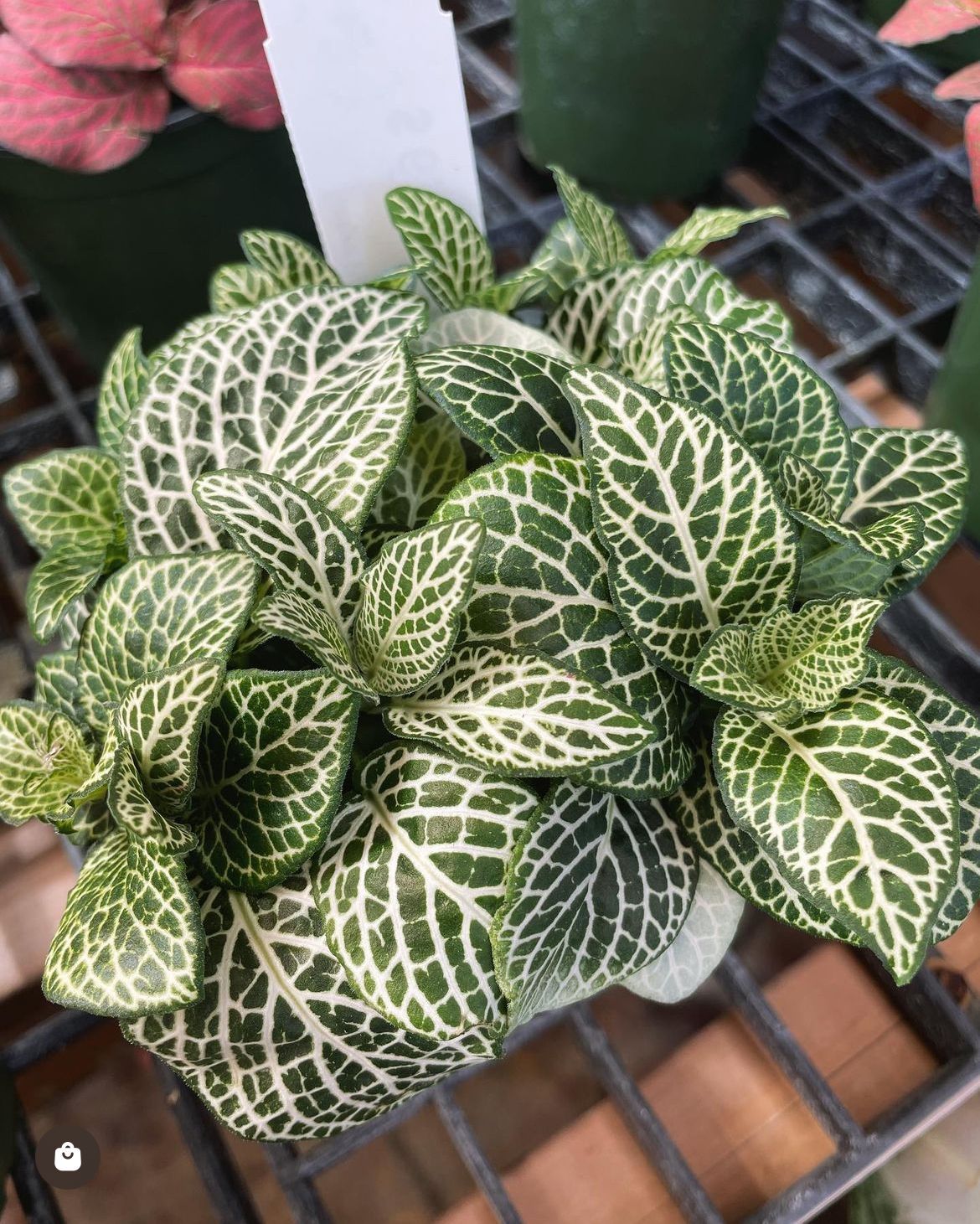 Nerve Plant Fittonia
