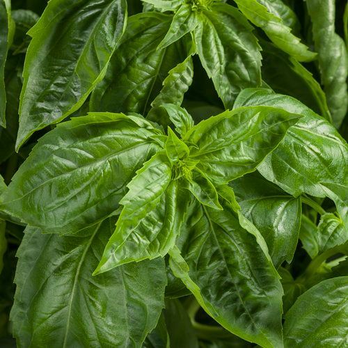 Amazel Basil