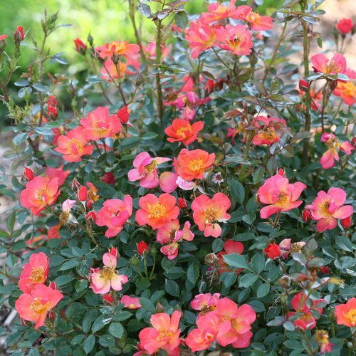 Oso Easy Hot Paprika Rose Bush