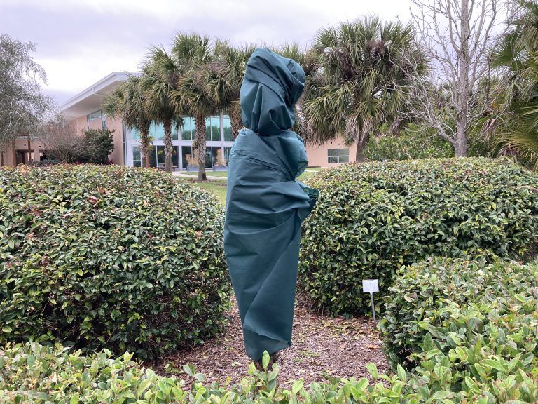 Palm Tree Wrapped in Frost Cloth