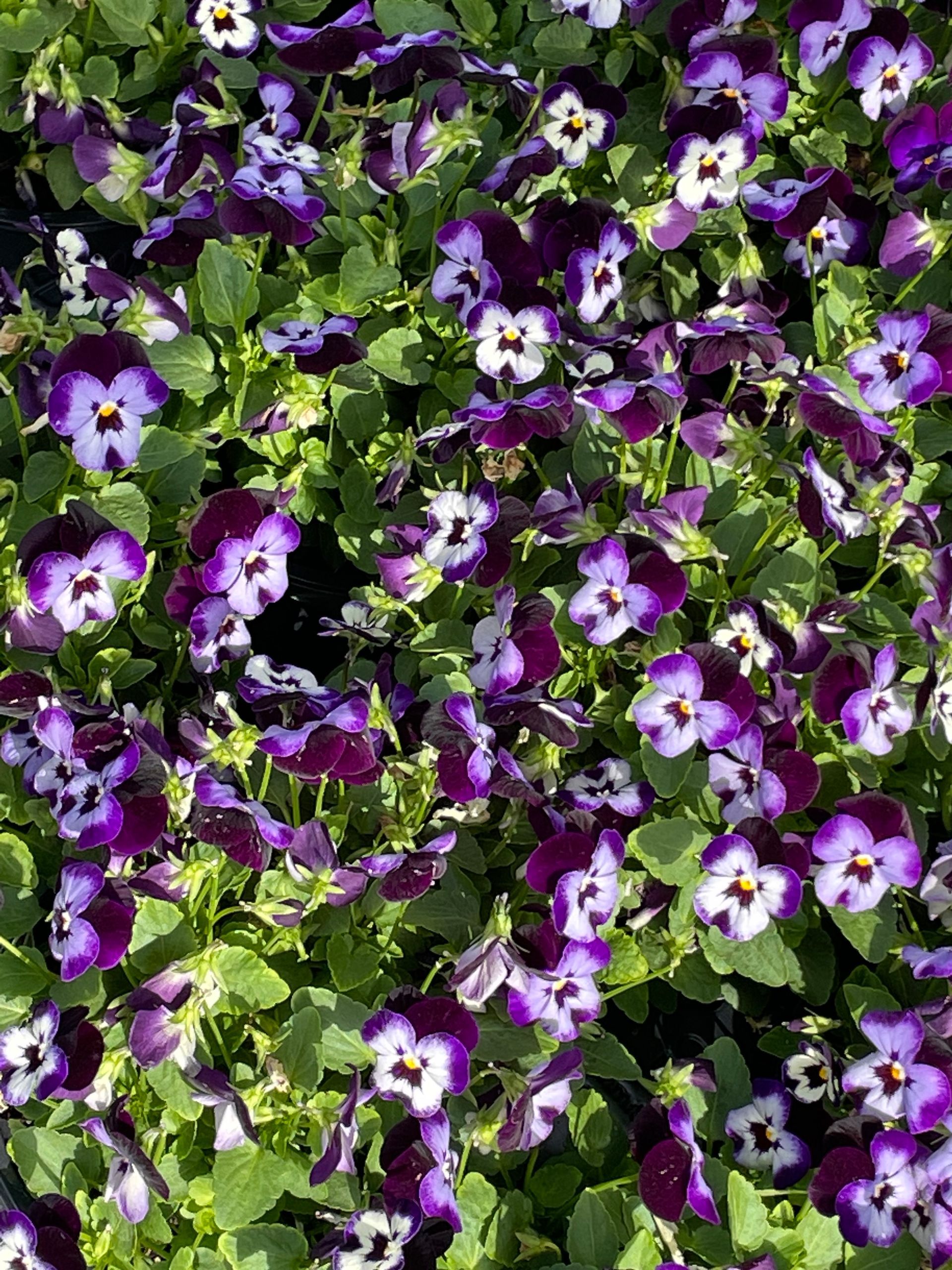 Pansies