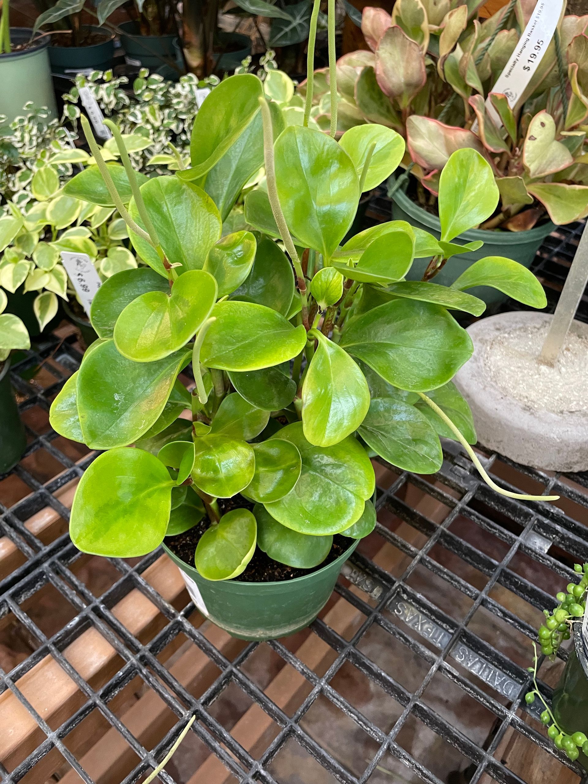Peperomia