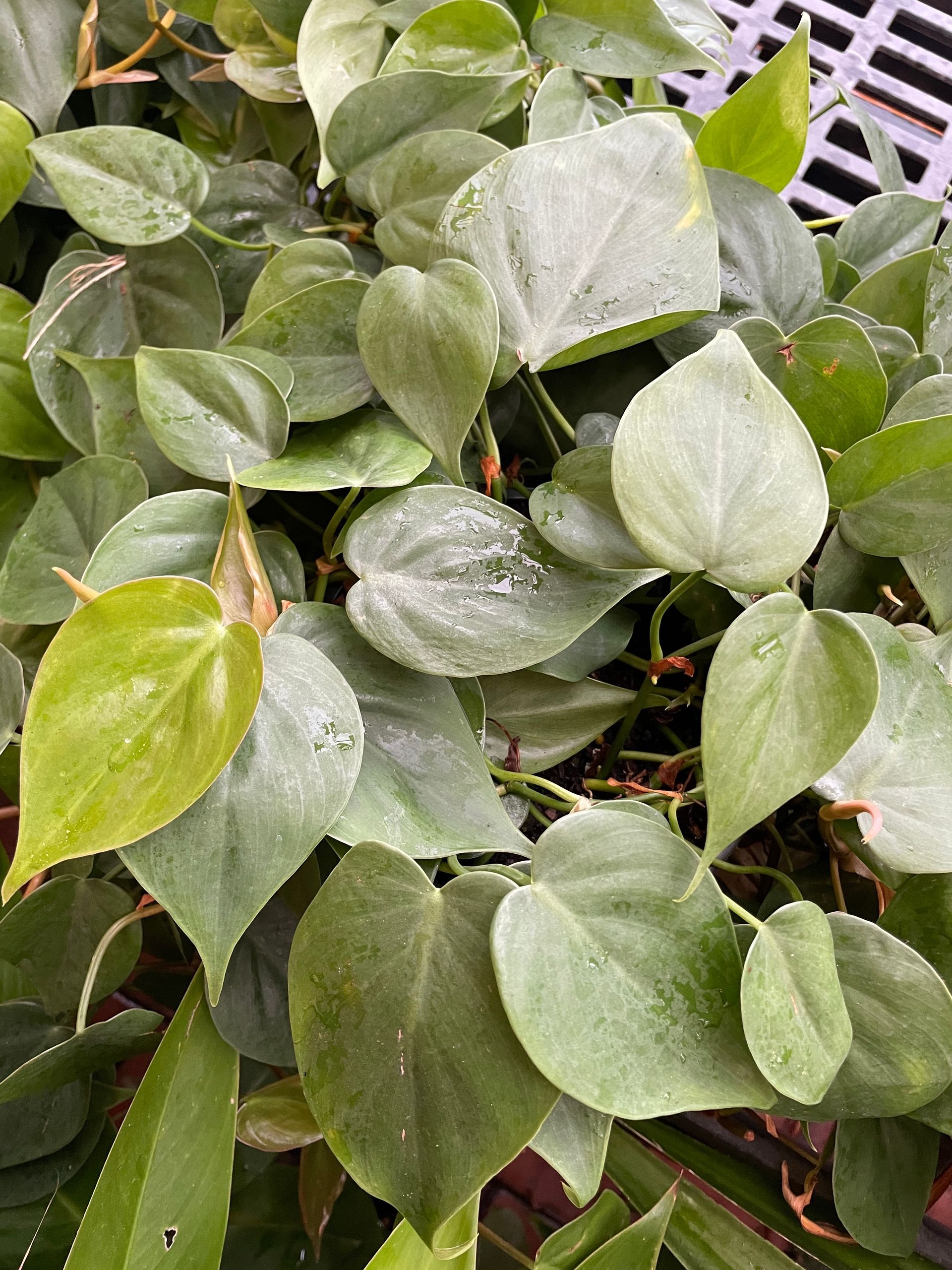 Philodendron Cordatum