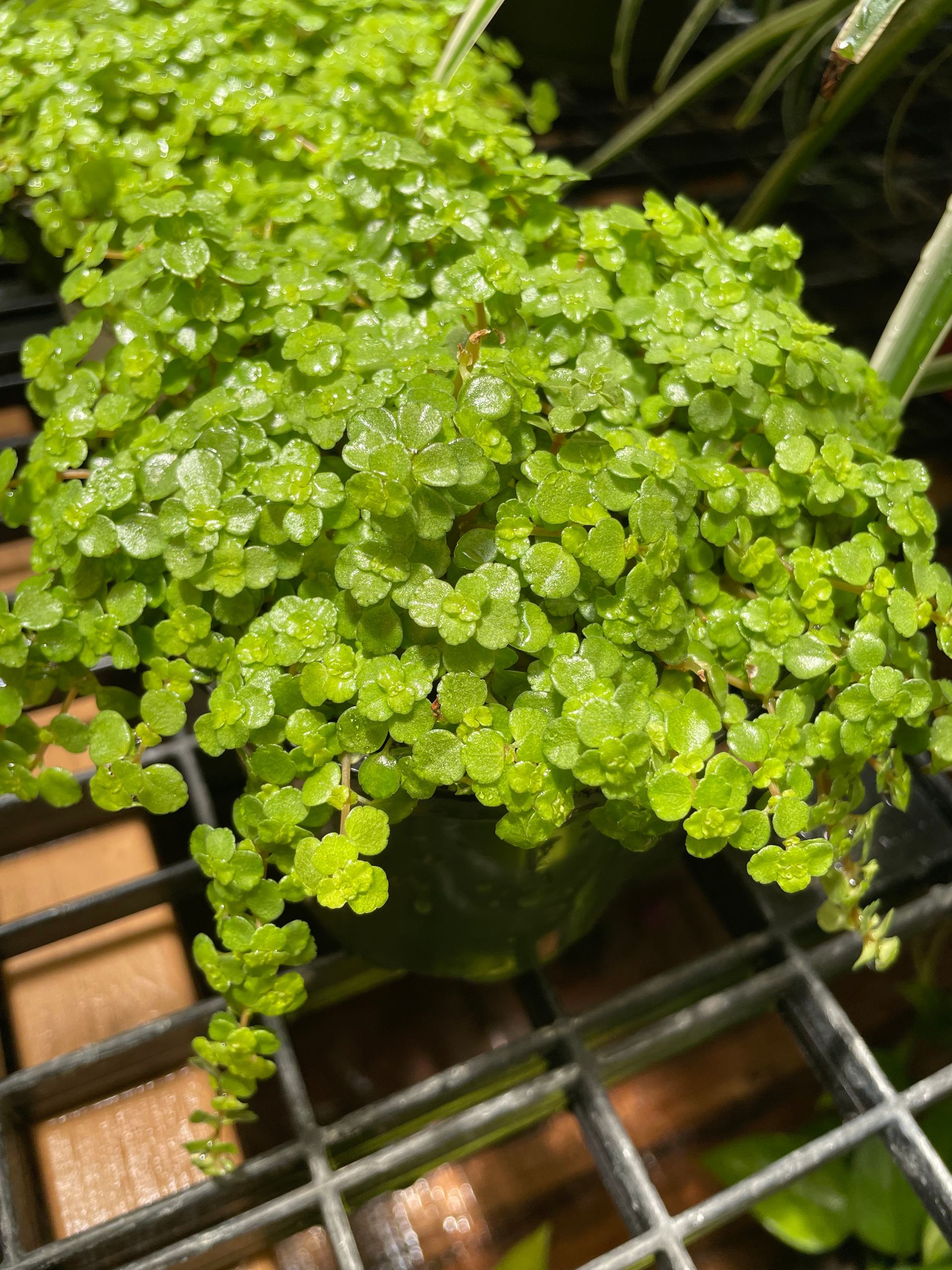 Pilea Depressa Baby Tears