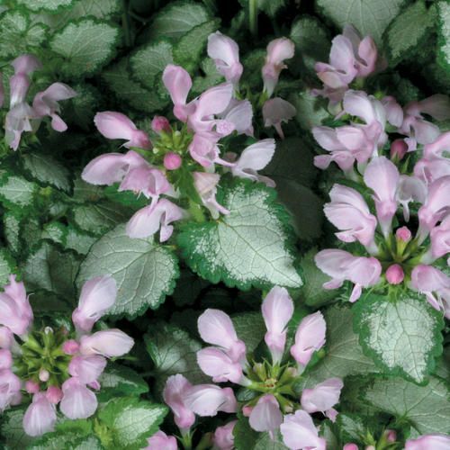 Pink Chablis Lamium