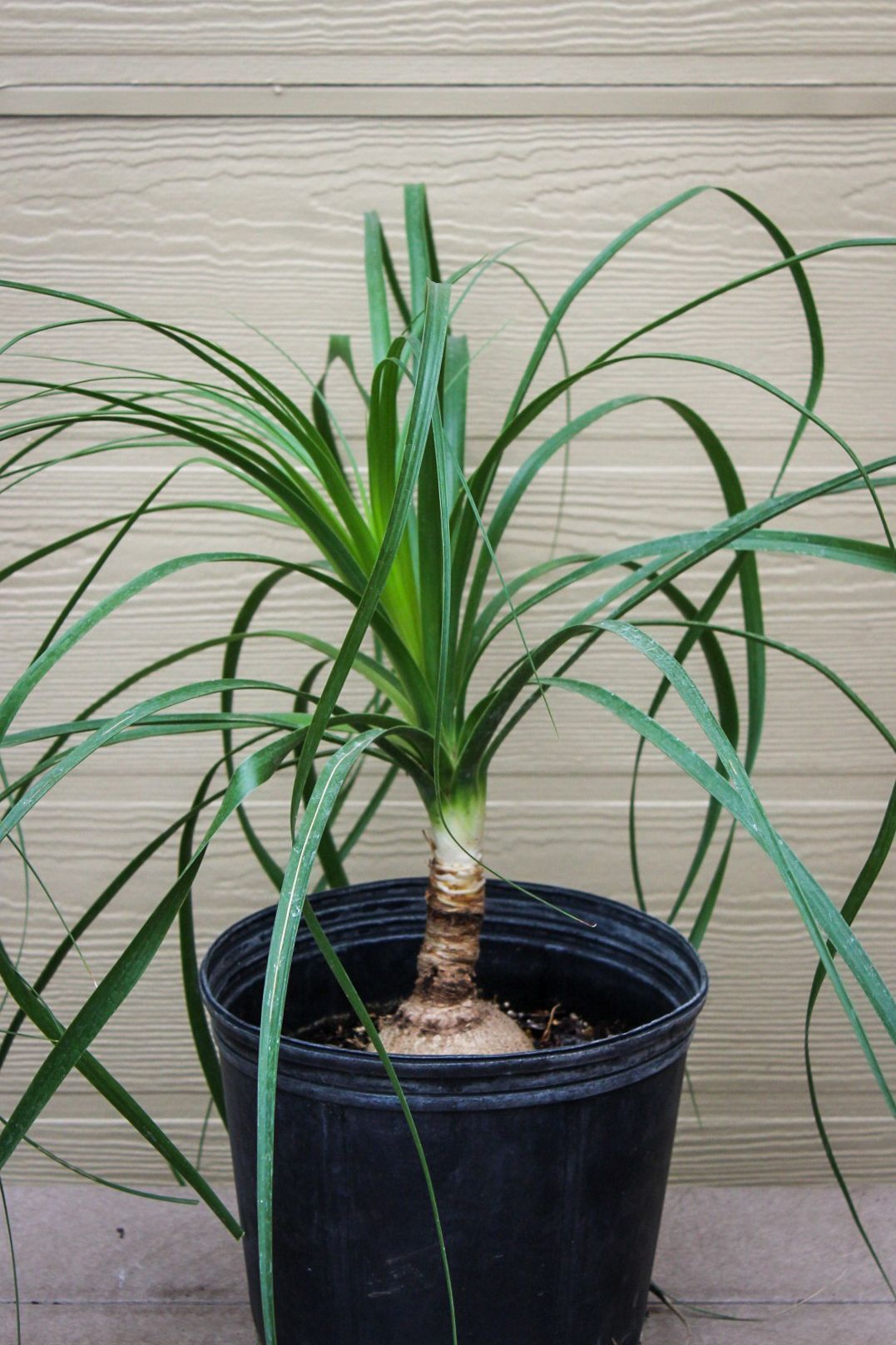 Ponytail Palm