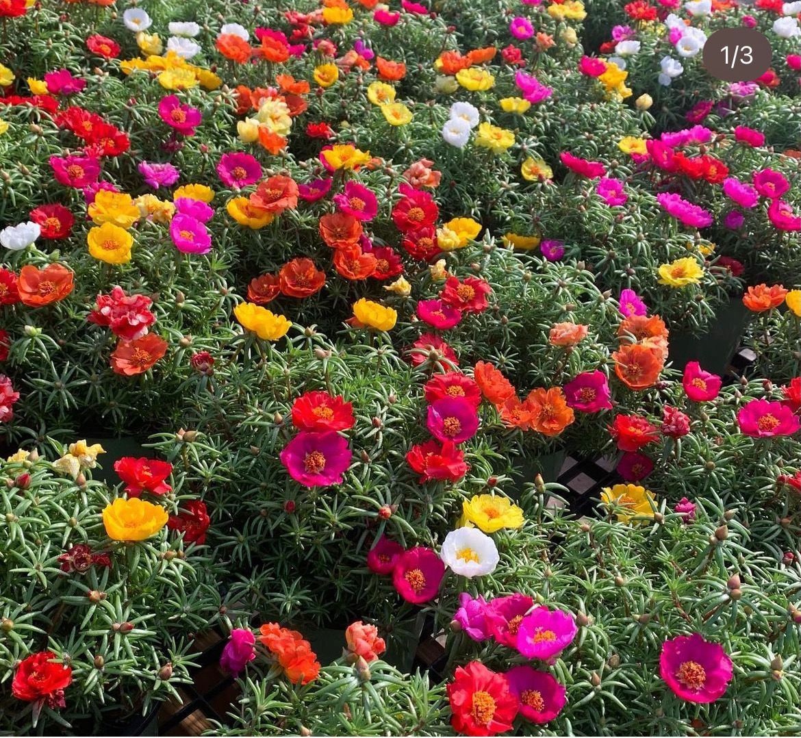 Portulaca