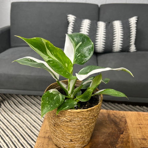 Philodendron Prismacolor White Wizzard