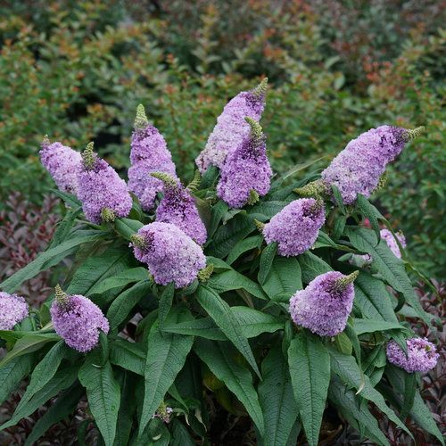 Pugster Buddleia Butterfly Bush Amethyst
