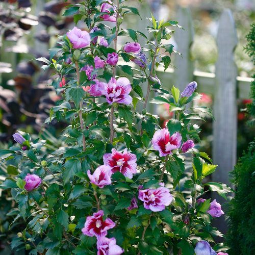 Purple Pillar Hibiscus Rose of Sharon