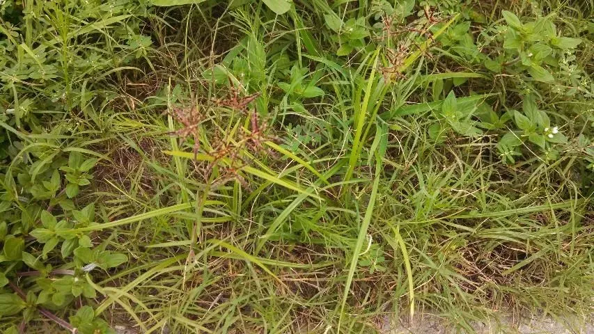 Purple Nutsedge