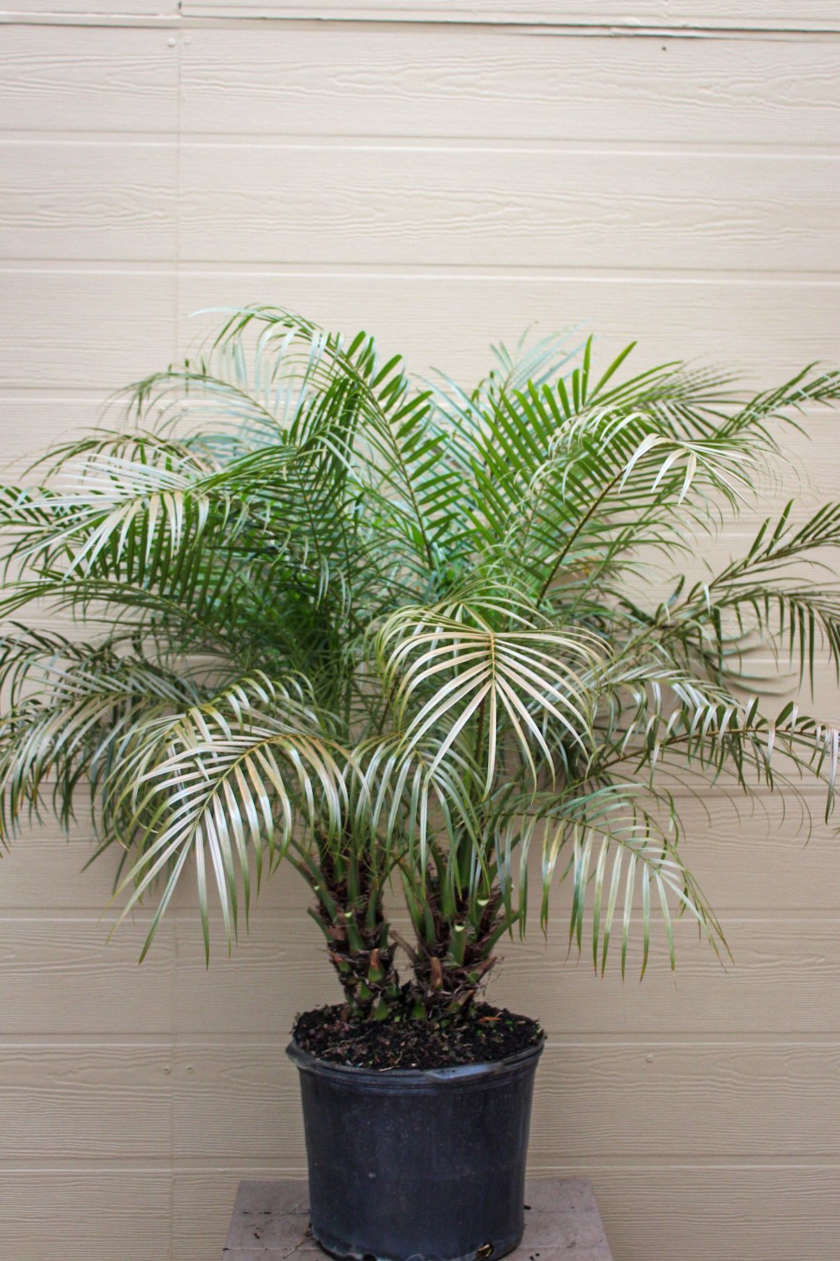 Pygmy Date Palm