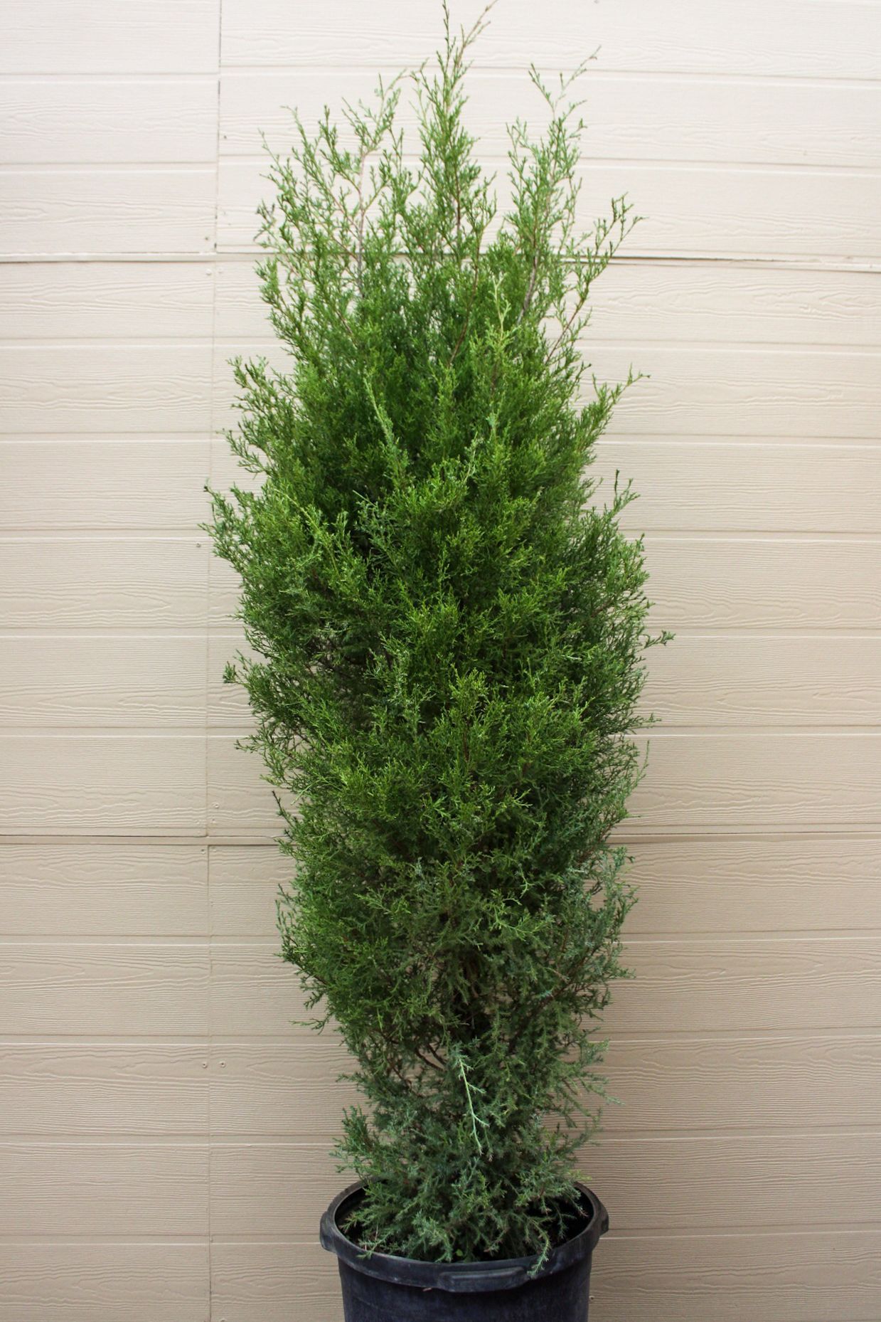 Red Cedar