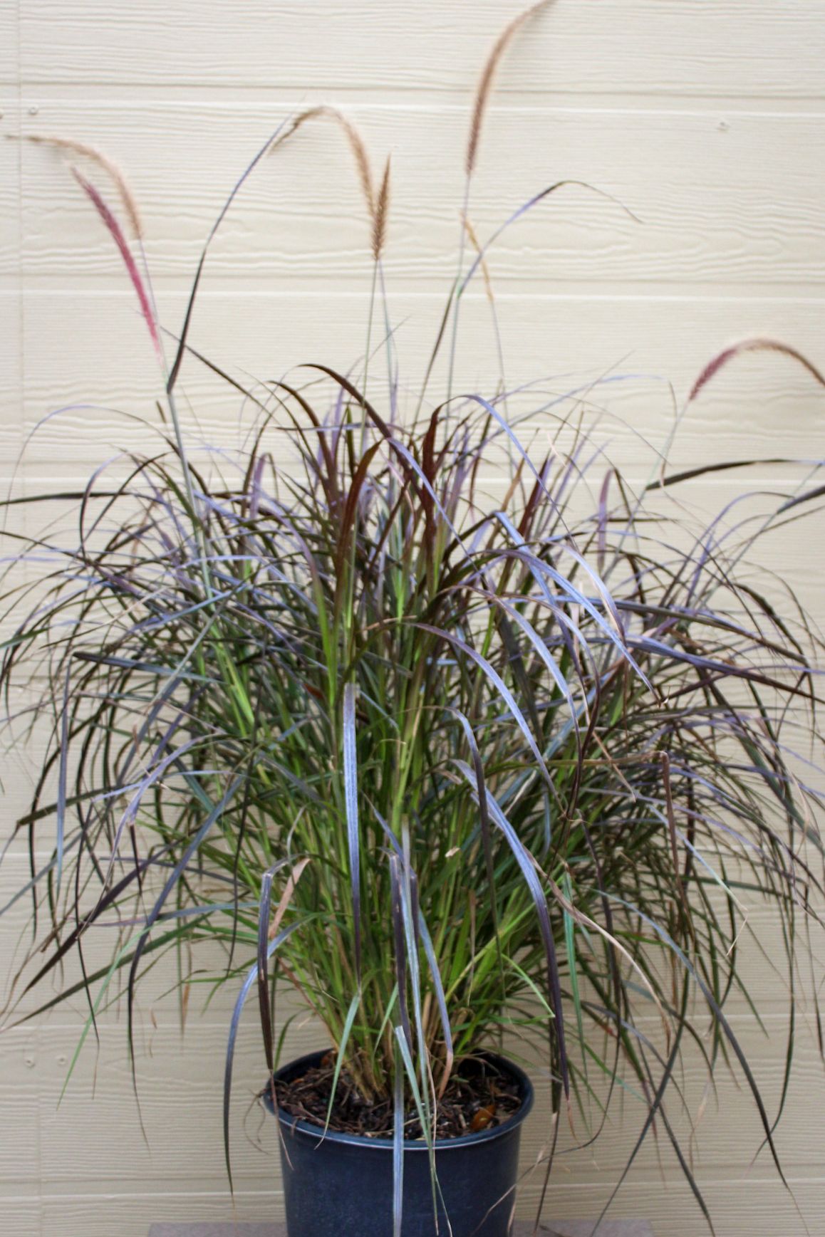 Red Fountain Grass
