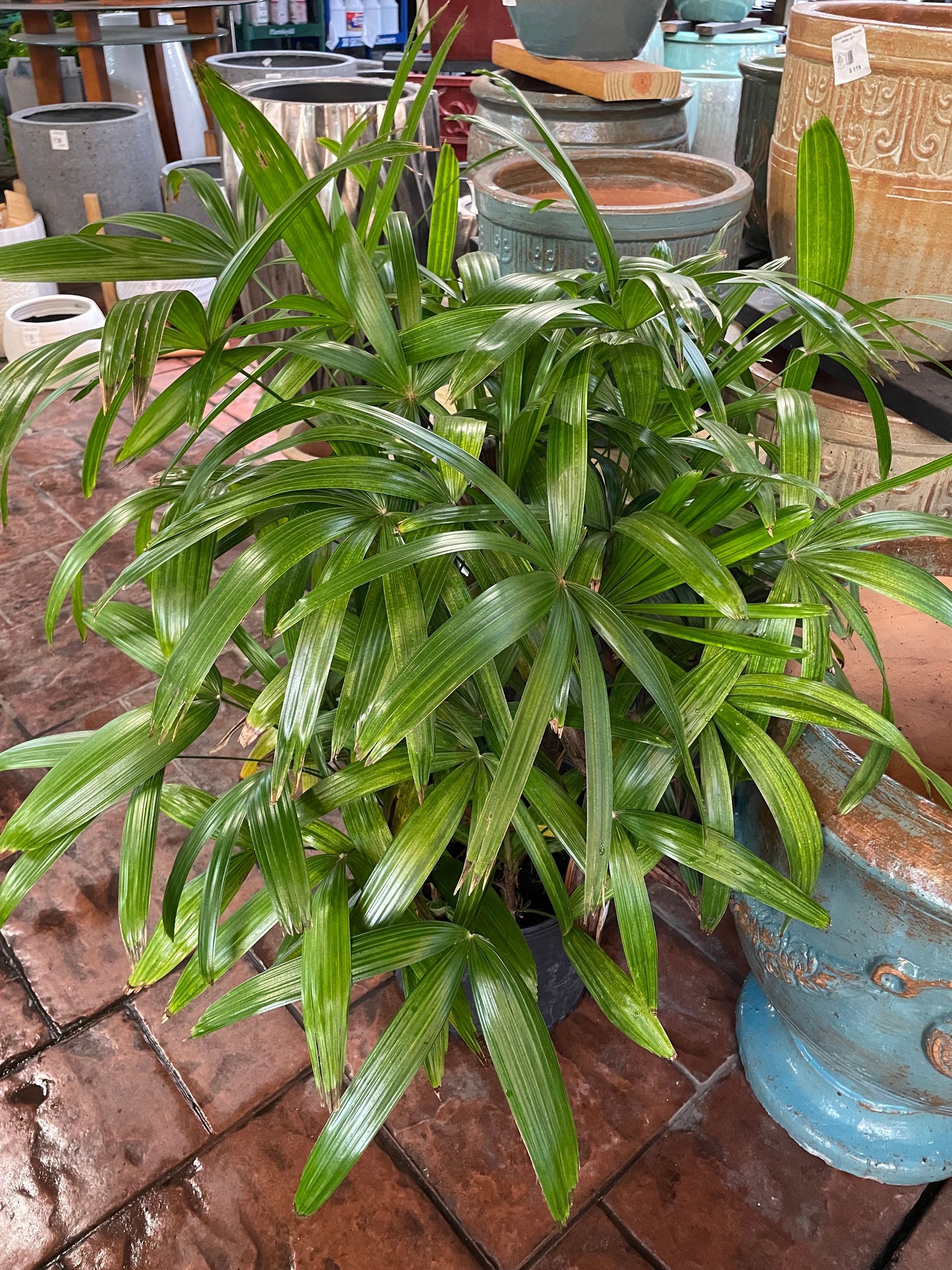 Rhapis Palm