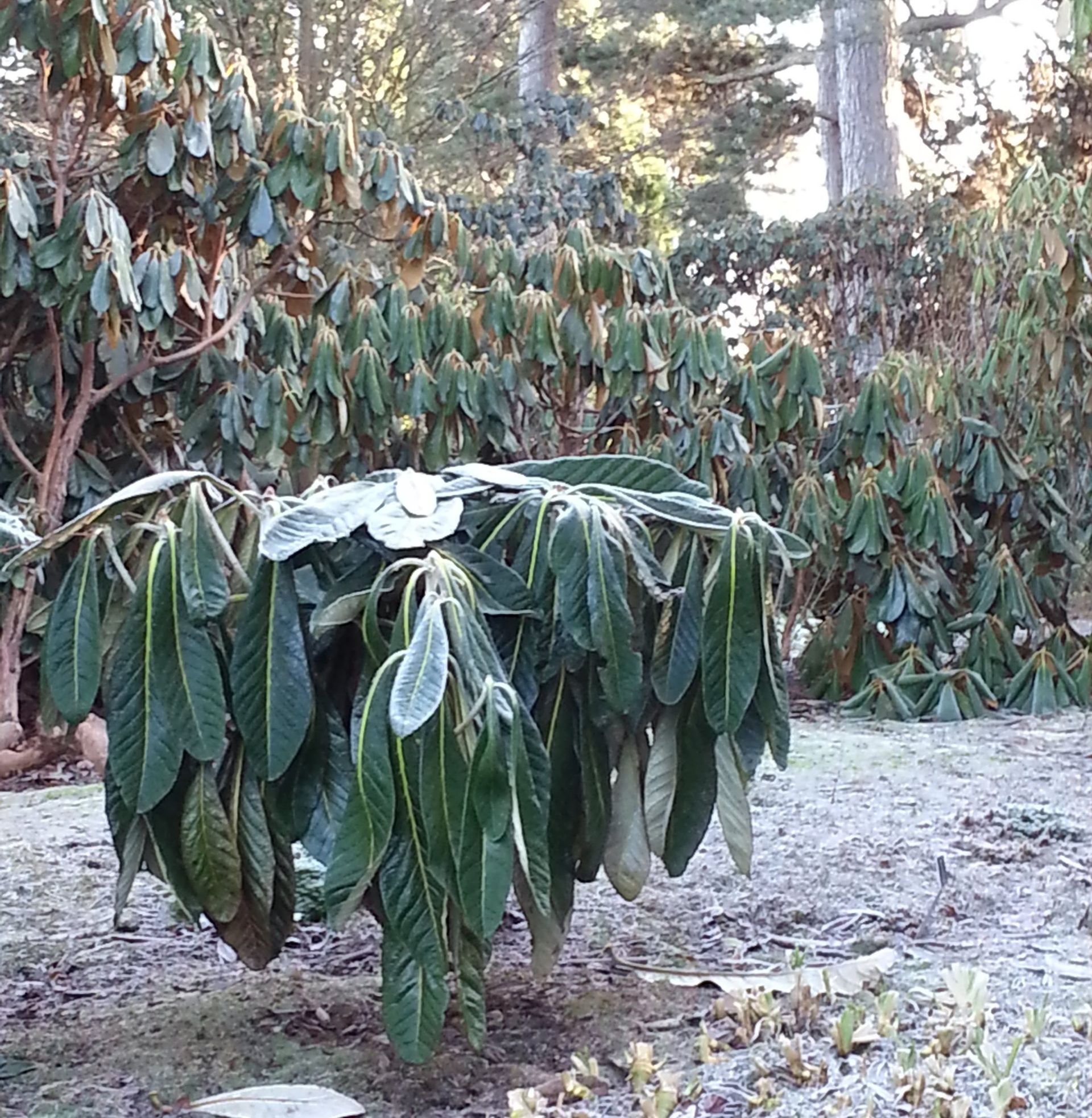 Plant Wilting Due to Frost