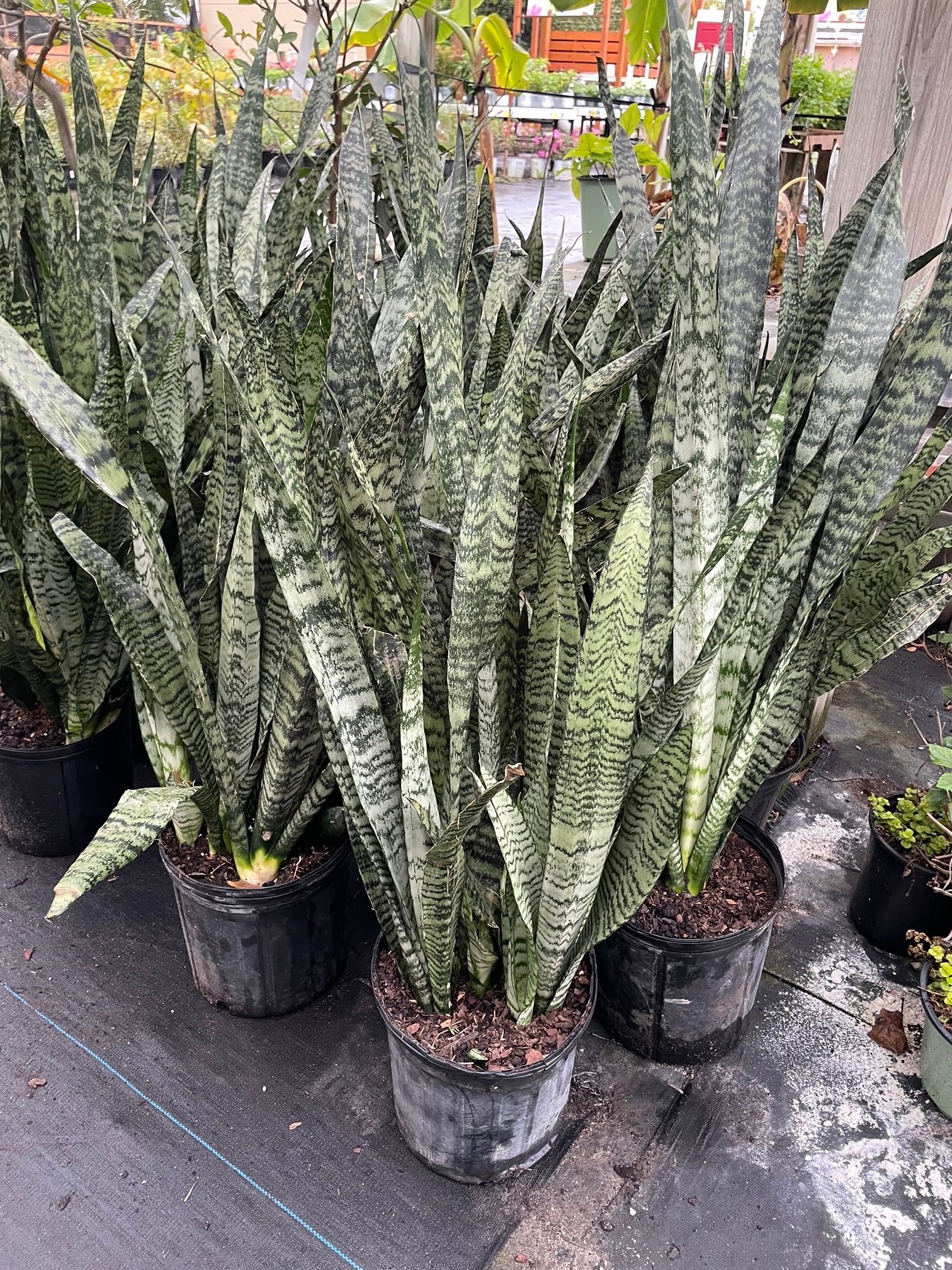 Sansevieria Snake Plant