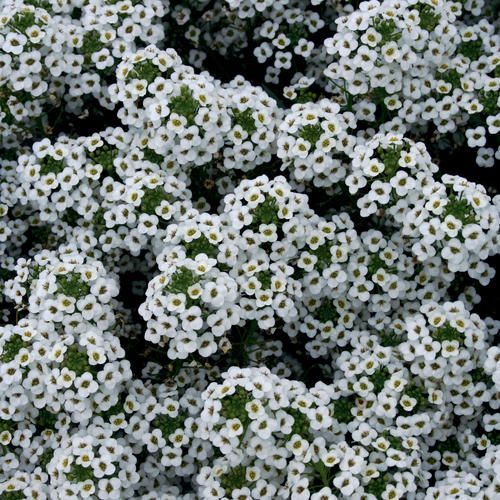 Snow Princess Sweet Alyssum
