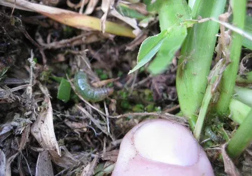 Sod Webworm in St. Augustine Grass