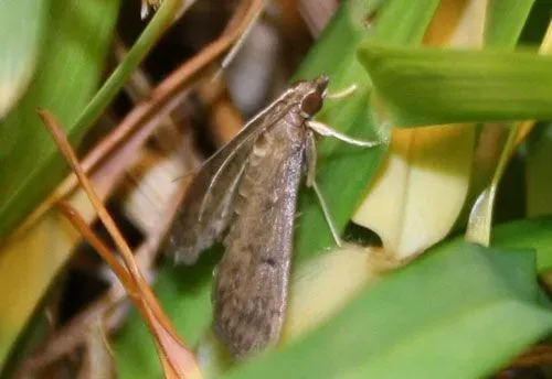 Sod Webworm Moth