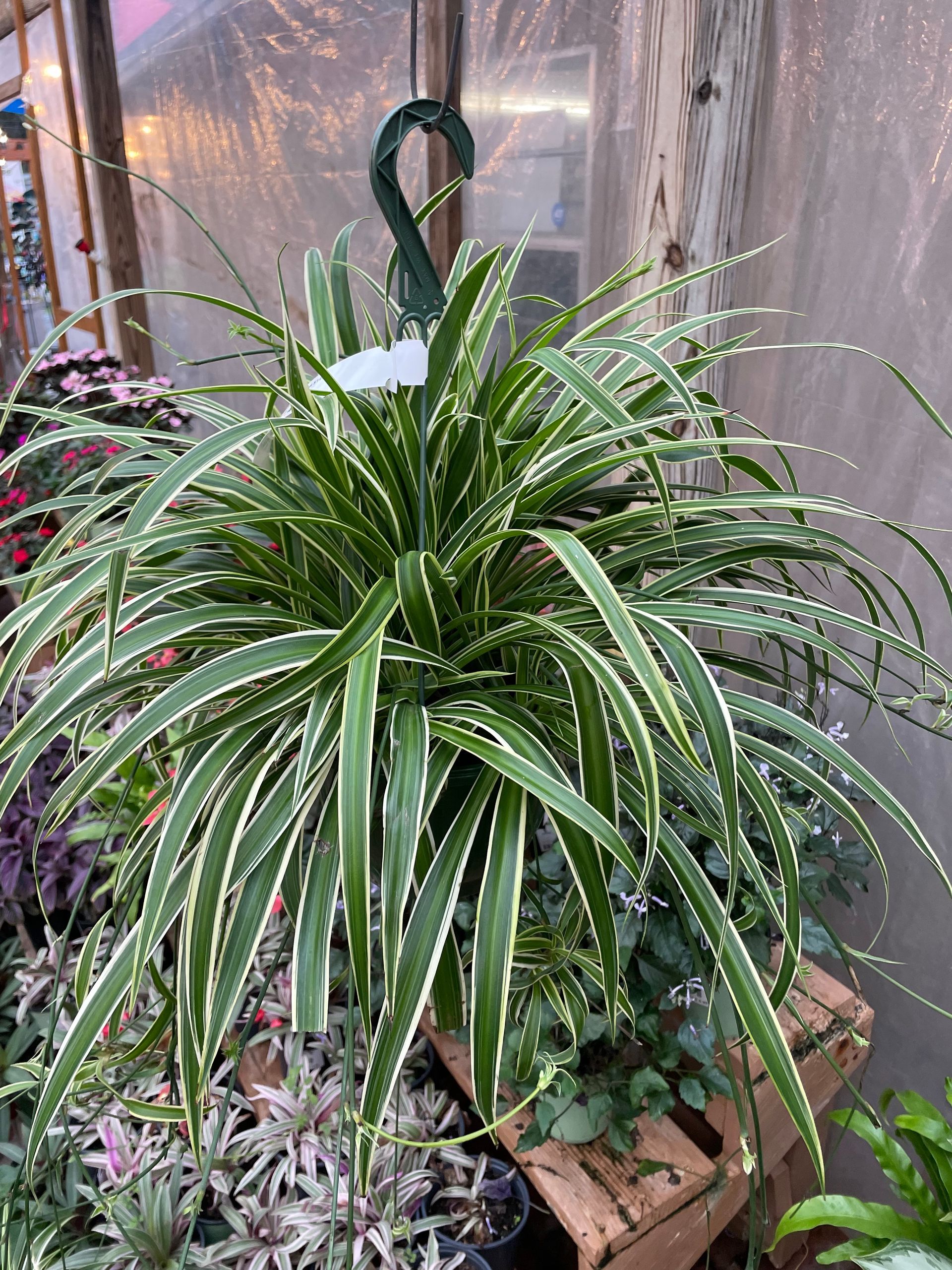 Spider Plant
