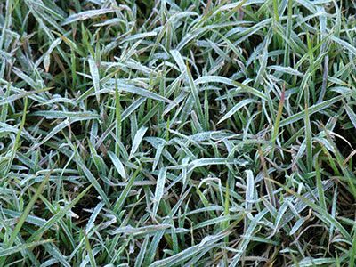 St. Augustine Grass Frost