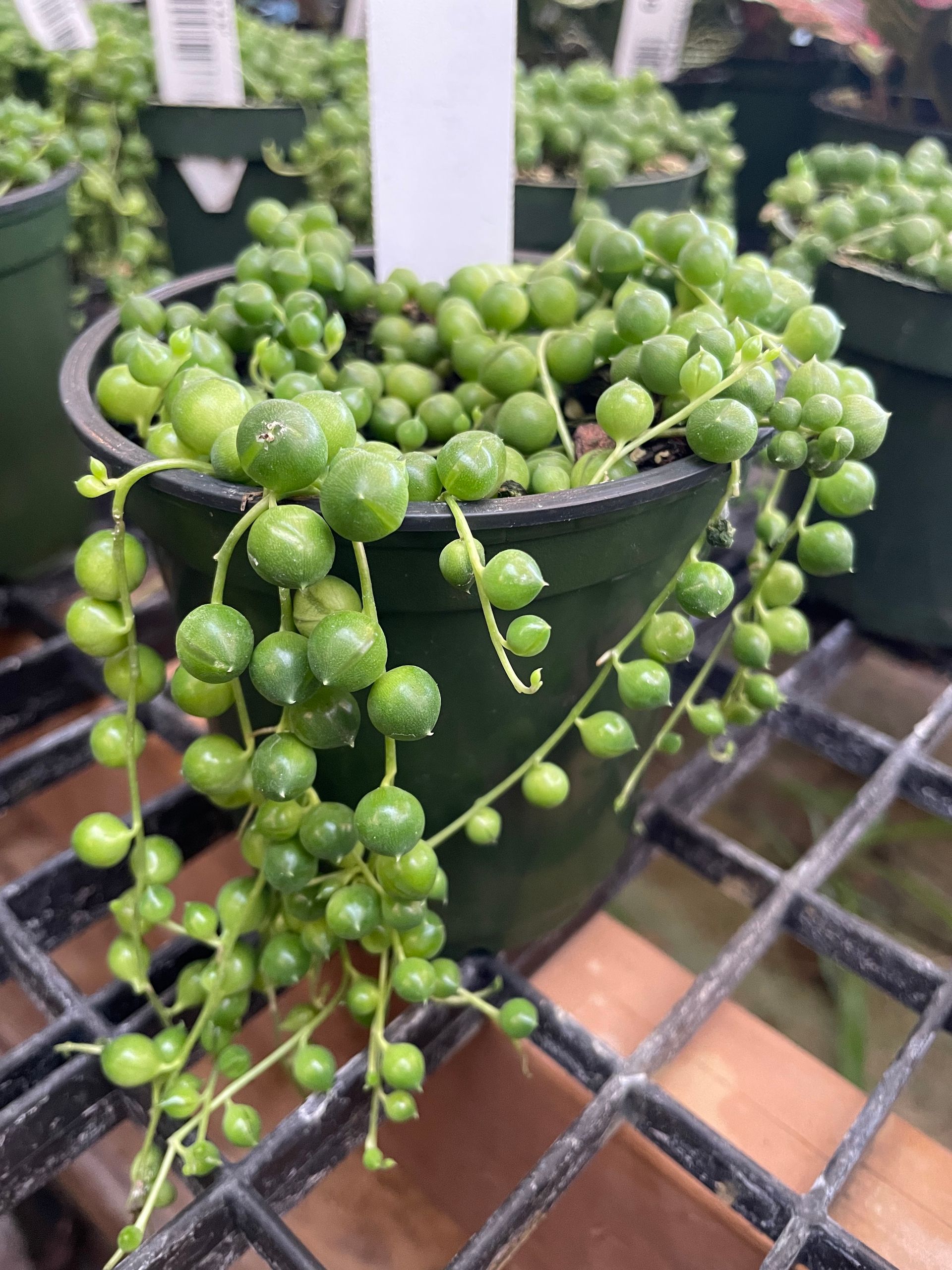 String of Pearls
