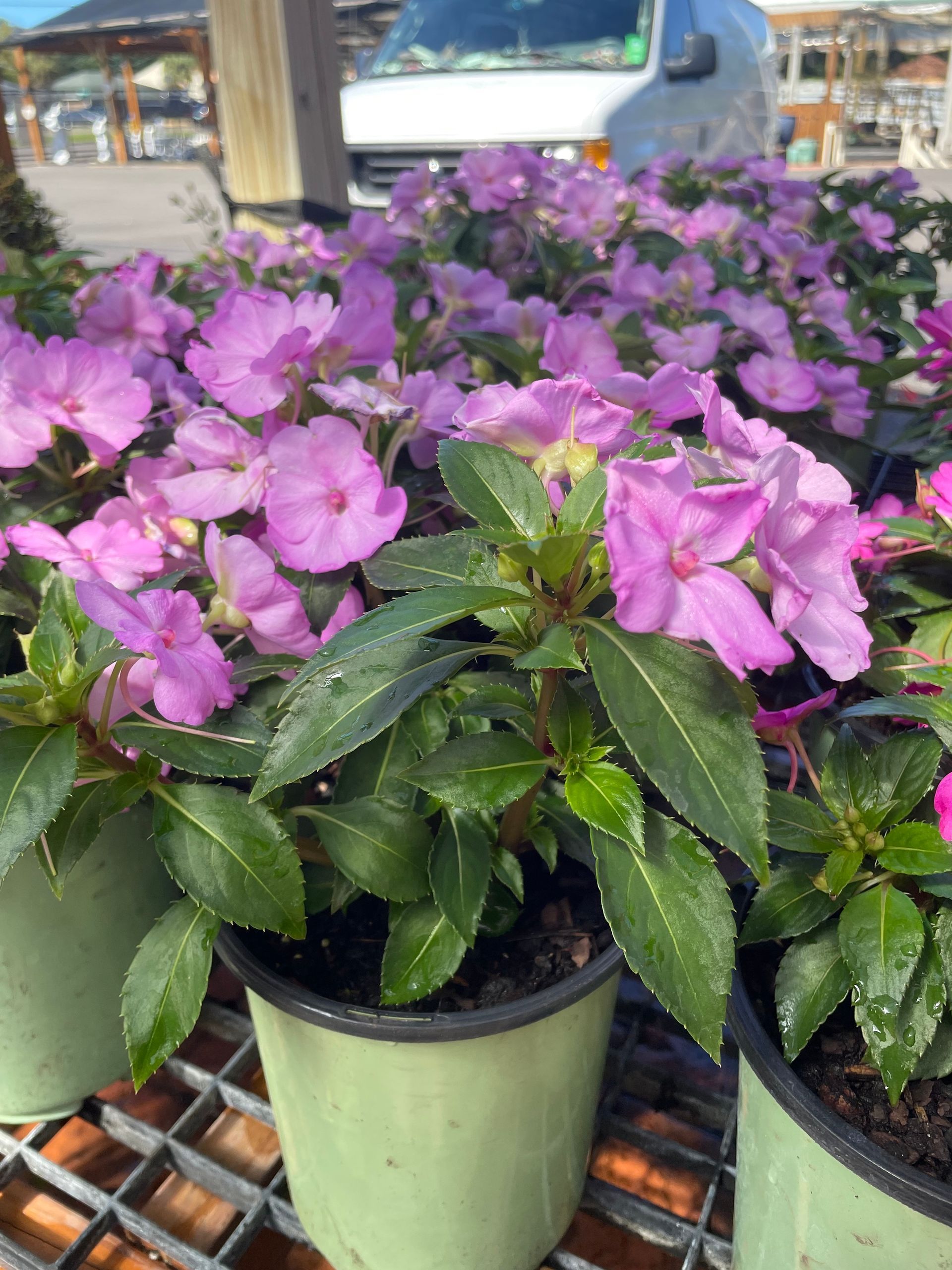 SunPatiens