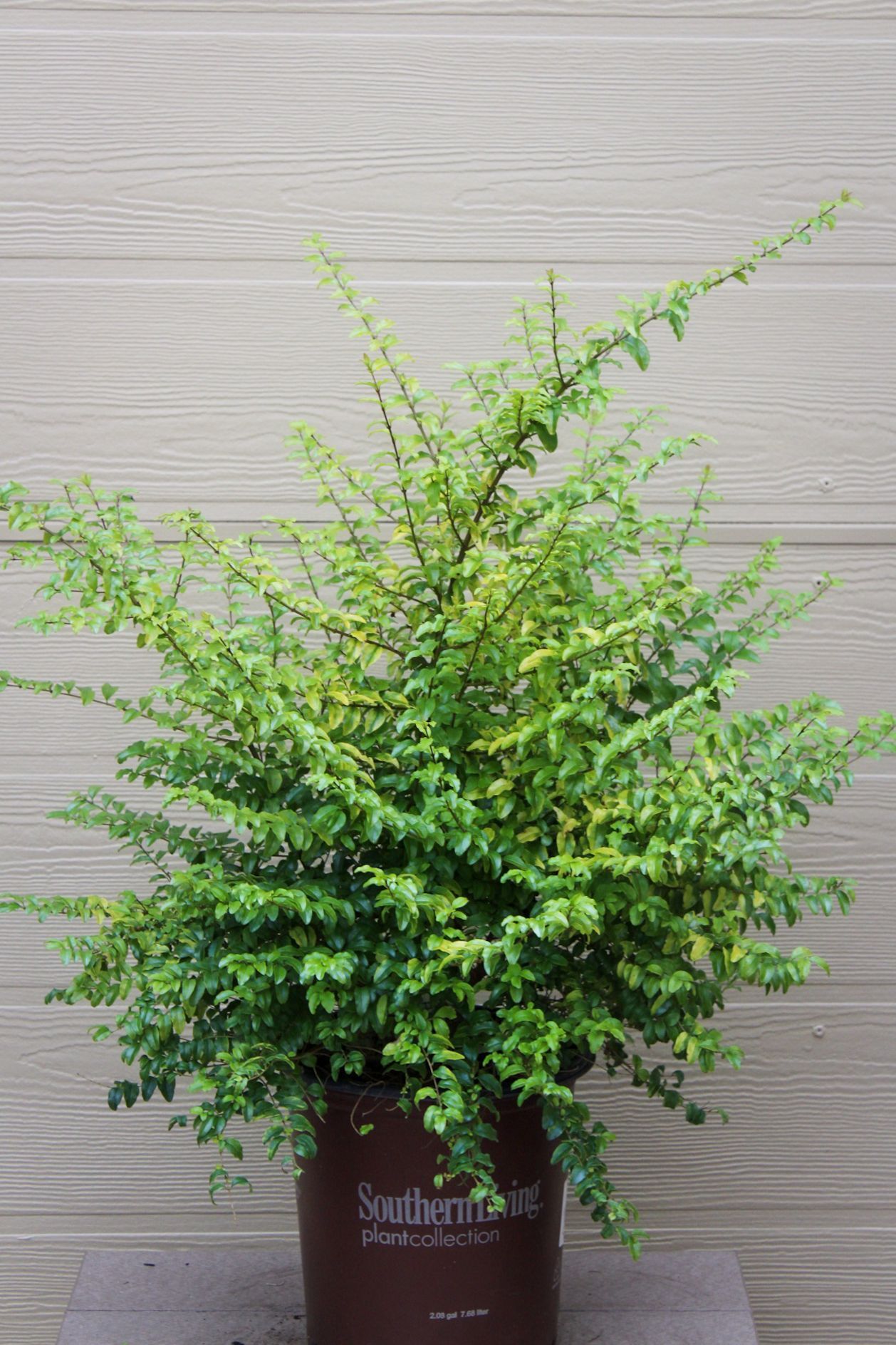 Sunshine Ligustrum