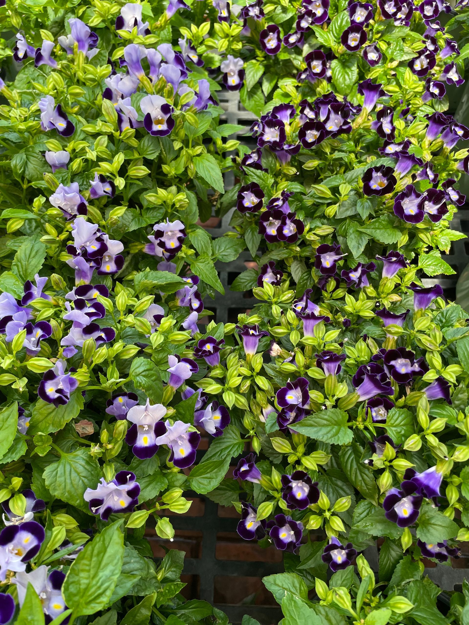 Torenia