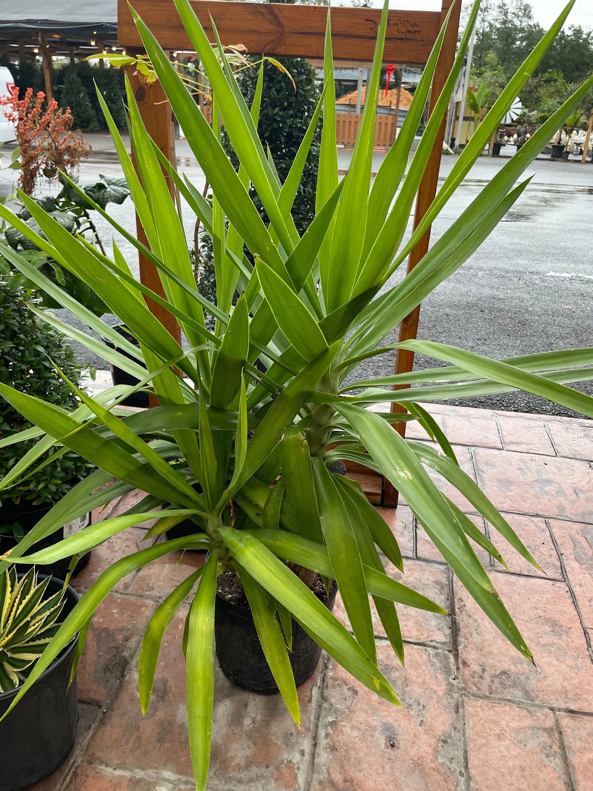 Yucca Plant