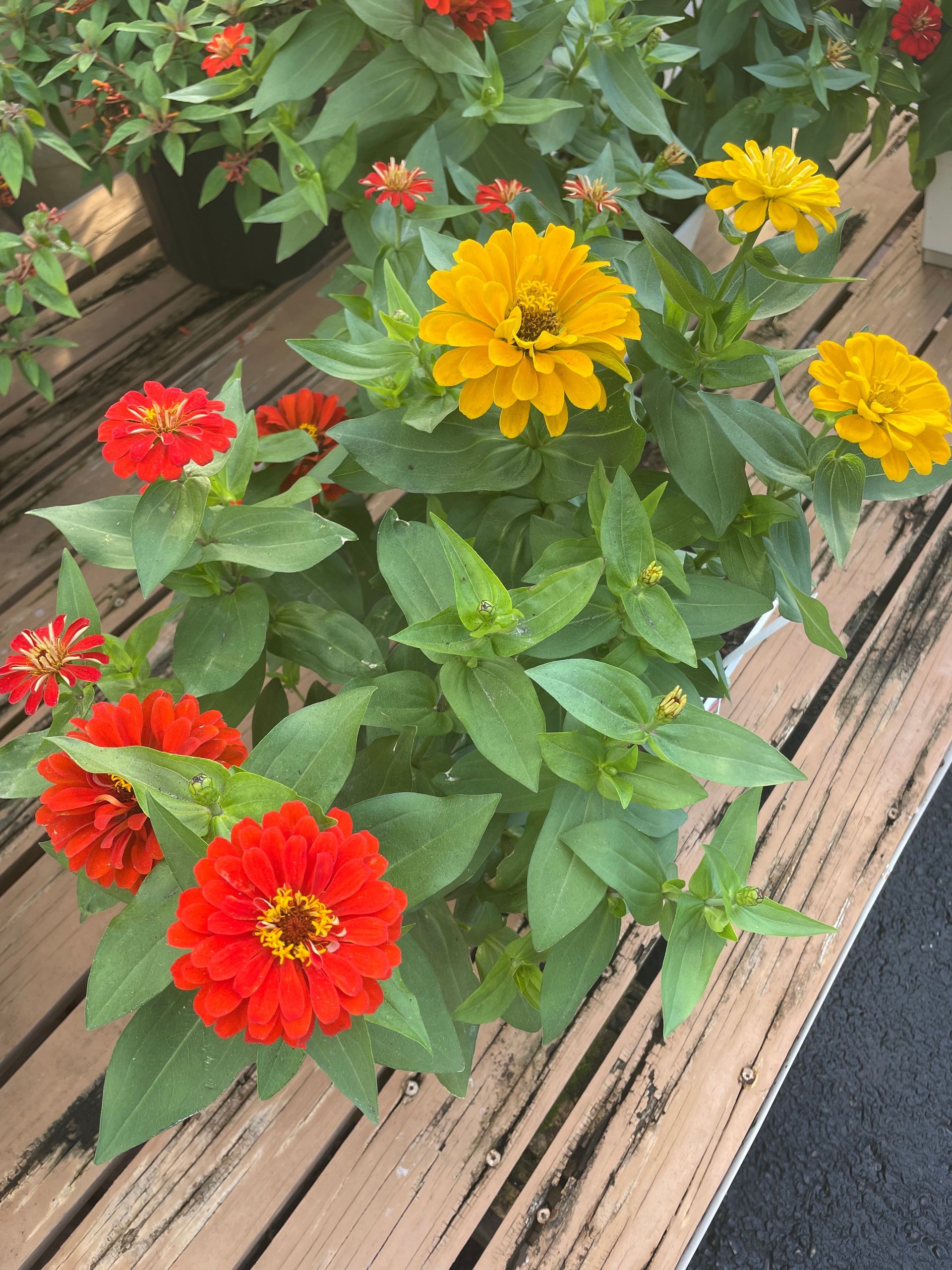 Zinnia