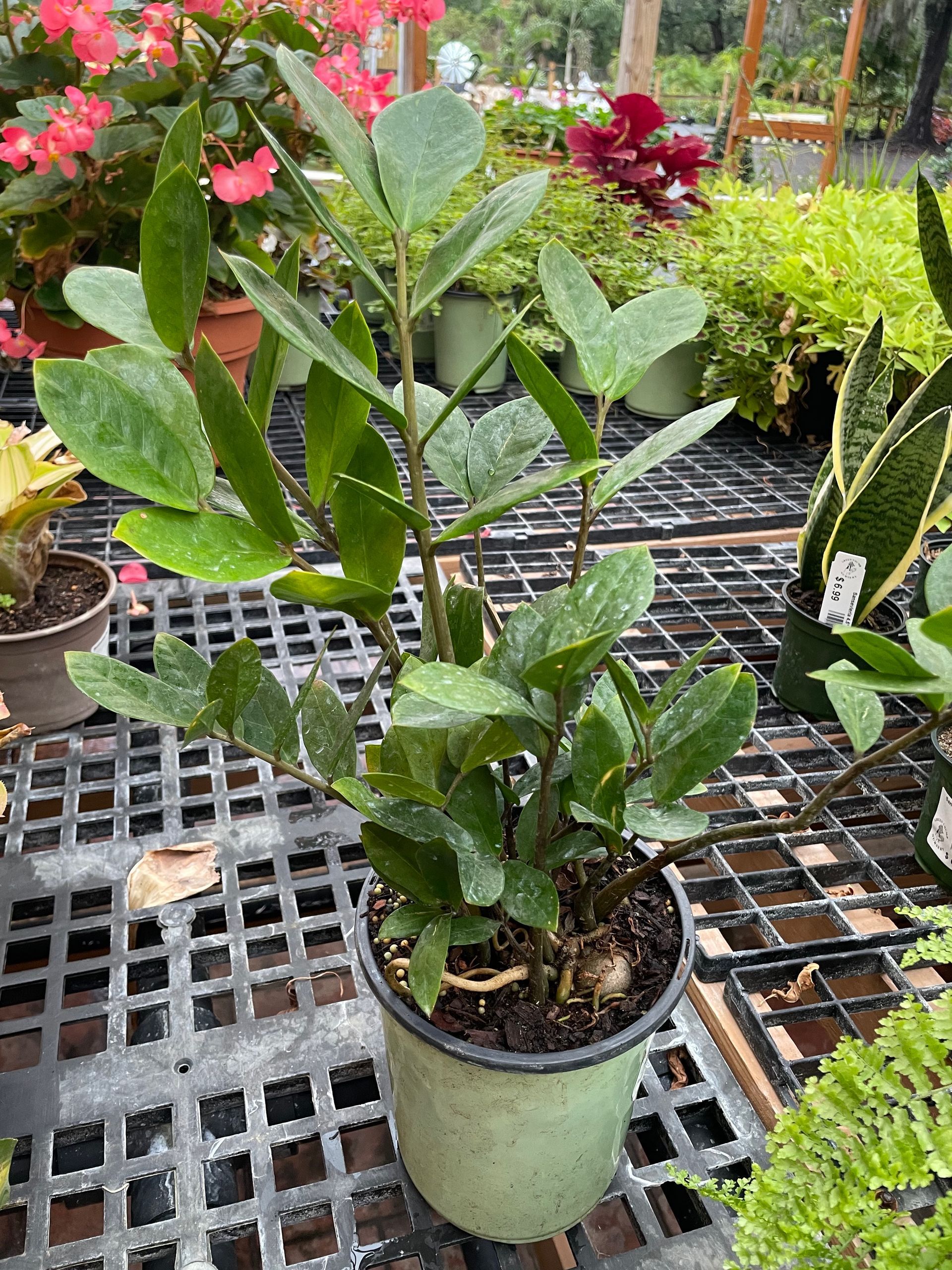 ZZ Plant Zanzibar Gem Zamioculcas zamiifolia