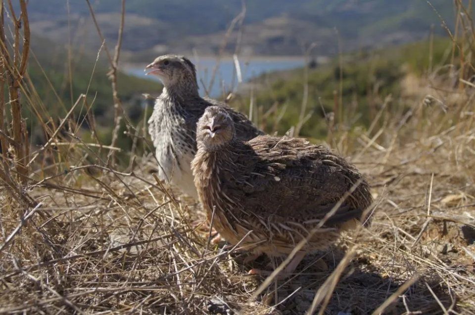 quaglie in allevamento