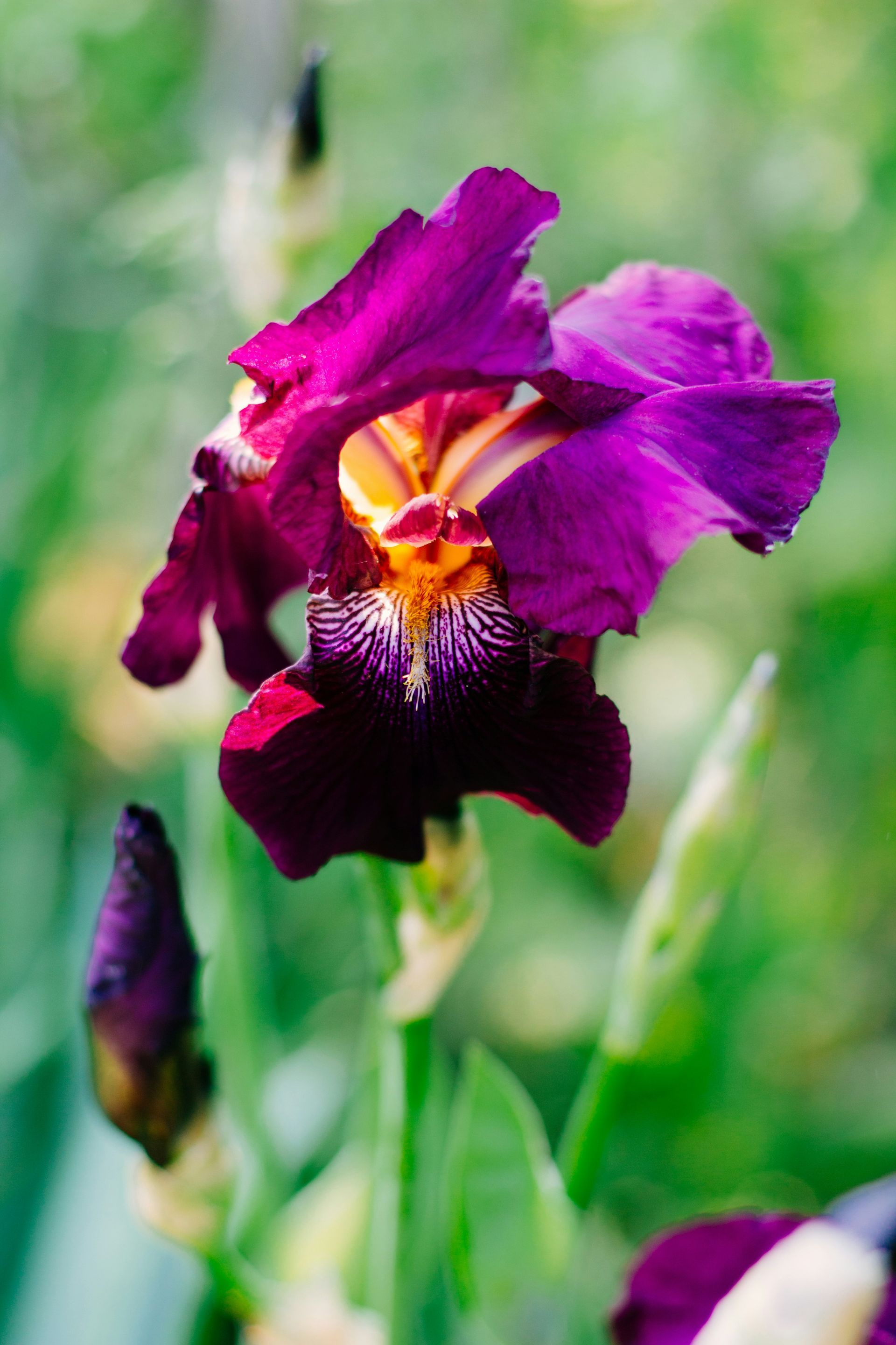 Dark purple iris flower with a yellow and orange center.