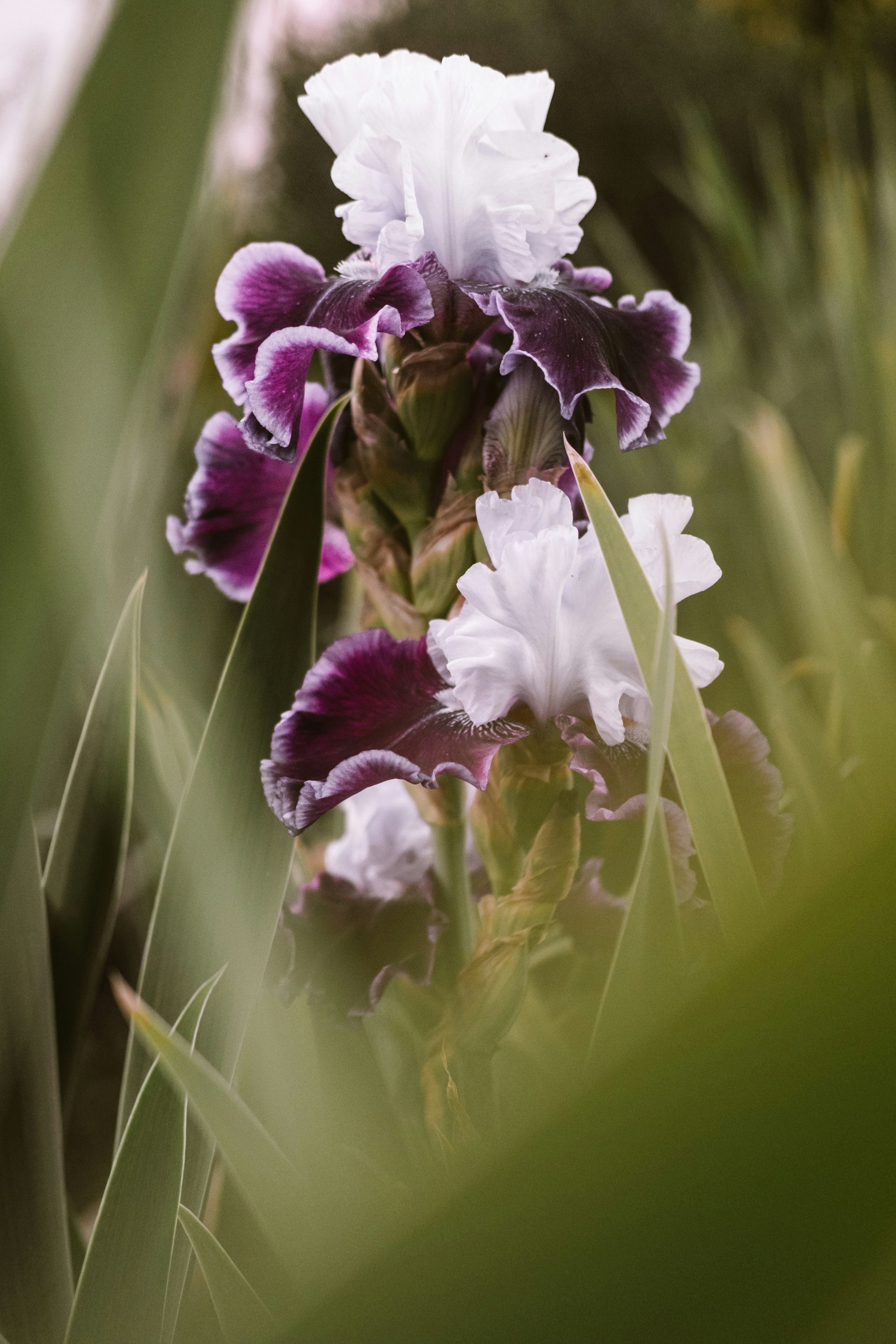 Purple and white iris flower with ruffled petals, viewed through green foliage.