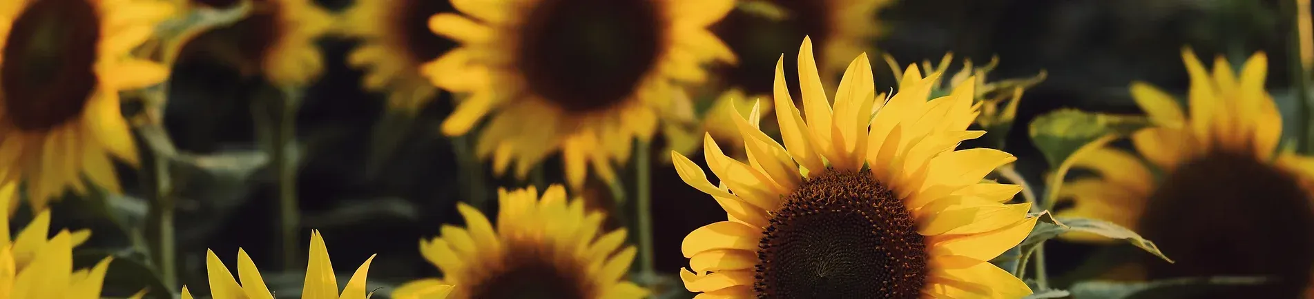 Field of vibrant yellow sunflowers with dark brown centers.