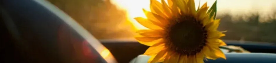 A sunflower in a car with the sun shining behind it.