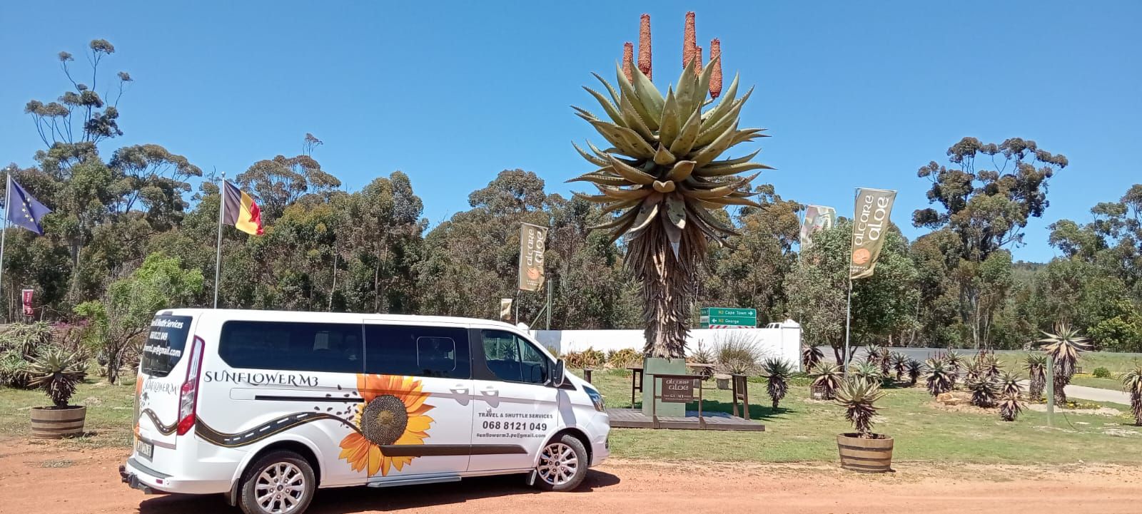 White van with sunflower graphic parked near an aloe plant on a sunny day.