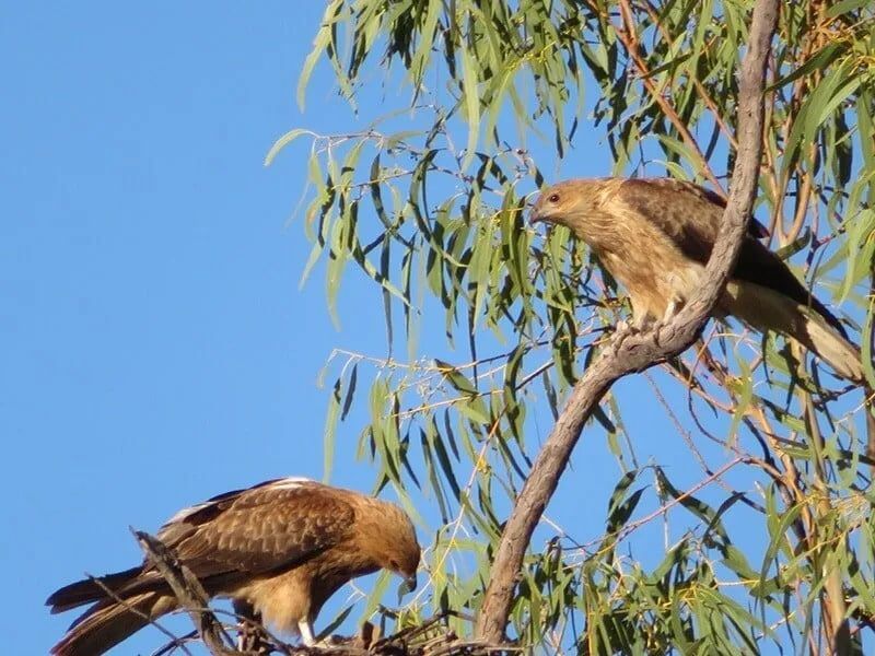 Two Brown Kites Perched on a Tree Branch — Mt Isa Four Wheel Drive Services in Mount Isa City, QLD