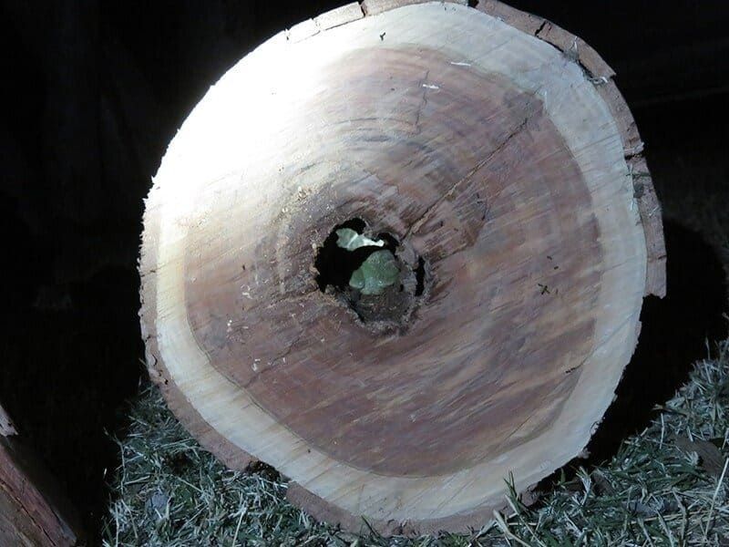 Cross-section of a Tree Trunk — Mt Isa Four Wheel Drive Services in Mount Isa City, QLD