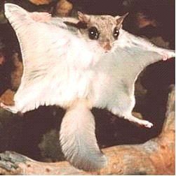 A flying squirrel is sitting on a tree branch with its wings outstretched.