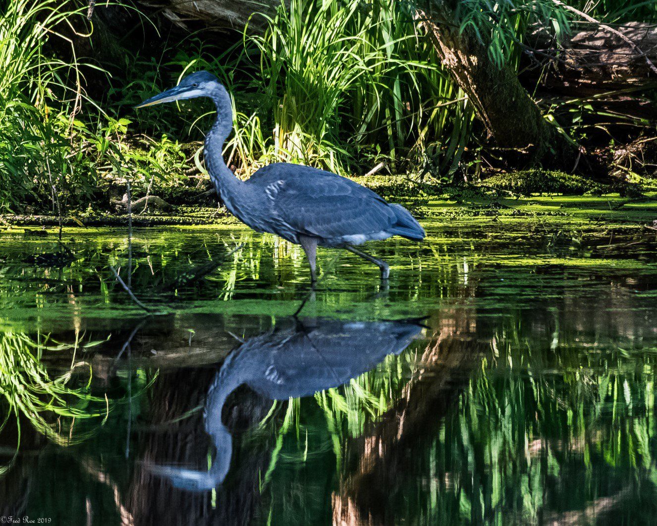 A blue heron is standing in the water near a tree.