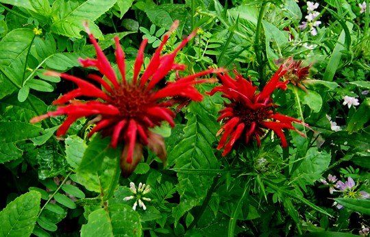 A close up of two red flowers surrounded by green leaves.